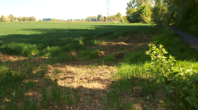 Champ de monoculture, avec en bordure des trace d'érosion (rien n'a poussé car toute la chimie est concentré dans ce point bas du champ)