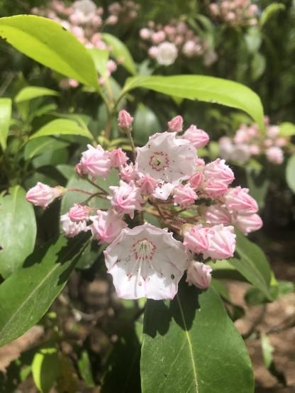 Pink flowers and buds up close with green leaves in background
