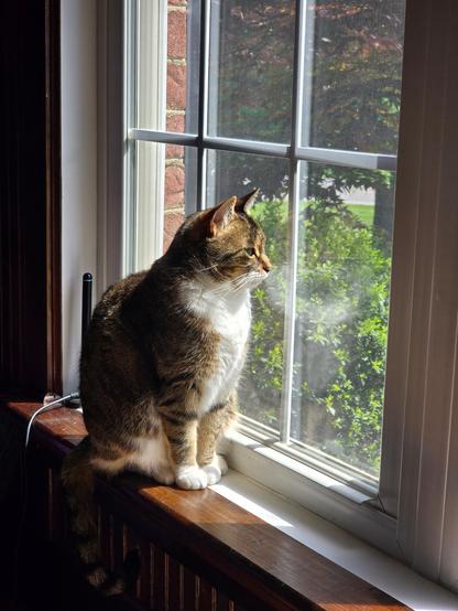 Tabby cat in a sunbeam, watching for bugs