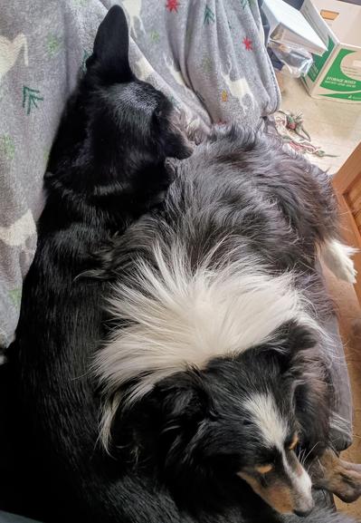 A pair of dogs laying on a couch in sort of a yin-yang formation, which is actually appropriate to their personalities. One is a small black lab mix, the other is a smaller but much fluffier tricolor Shetland sheepdog