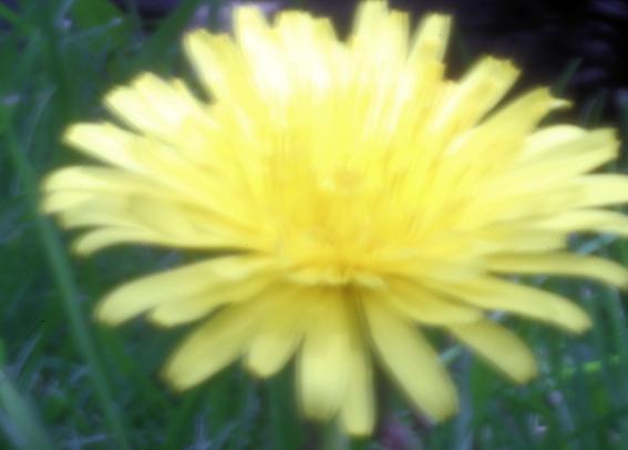 Yellow dandelion taken with pinhole camera