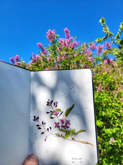 Im Vordergrund halte ich ein Skizzenbuch hoch. Darauf ist ein kleiner Fliederzweig. Die Blüten sind zum großen Teil noch geschlossen. Vereinzelt sind die Blüten offen. Gezeichnet mit schwarzer Tusche, koloriert mit Aquarell. Es ist eher sehr locker Gezeichnet und aquarelliert.
Im Hintergrund ist ein großer Fliederbusch. Der Himmel ist strahlend blau.
