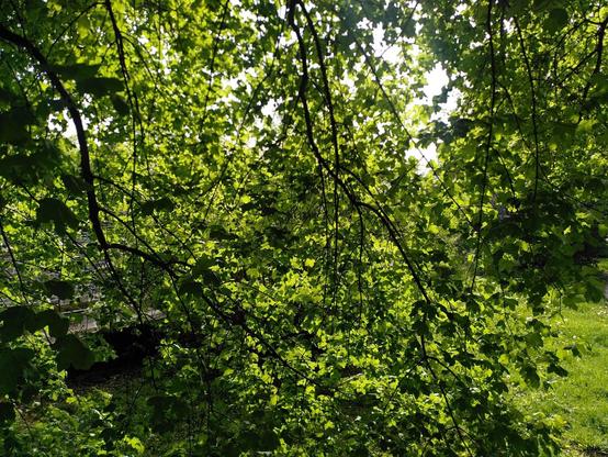 Foto durch dichtes, frisches Blattwerk in Richtung Sonne. Ganz viele verschiedene Grüntöne.