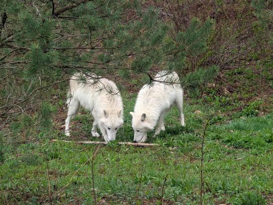 Two fluffy cream colored Arctic wolves standing amidst green grass in a forest. Both are bending down to sniffing a stick.