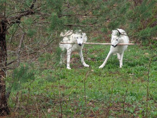 Two fluffy white Arctic wolves standing on green grass in a forest, just behind a pine tree. They have a long walking stick and are holding it up in their mouths, one wolf at each end.
