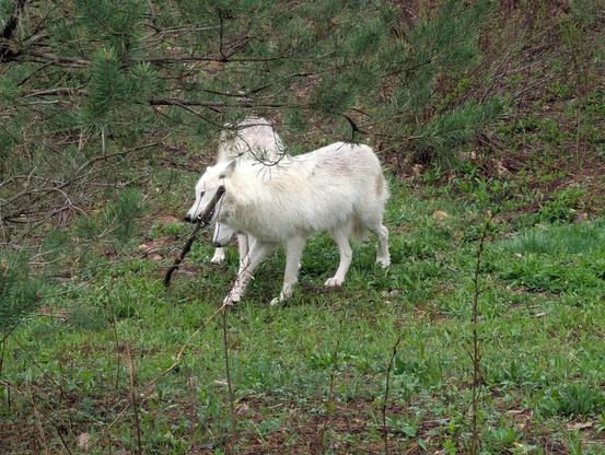 Two fluffy white arctic wolves standing on green grass in a forest. The one in front is holding a wooden walking stick in his jaws, with the other end of the stick trailing on the ground.
