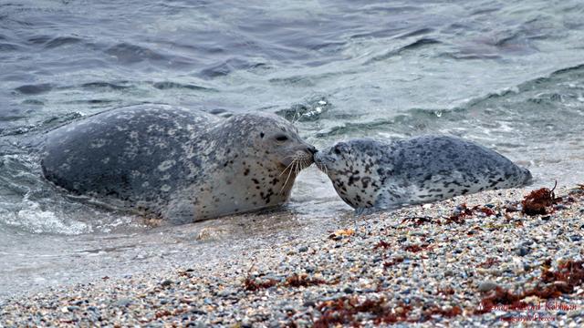 Approximately 90 minutes after giving birth in the water, a Mother Harbor Seal and Pup Connect on the Beach for the First Time.

Hopkins Beach Rookerey. Pacific Grove California. April 19th, 2025