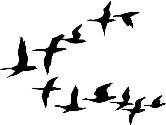 Black and white sketch of geese in in flight