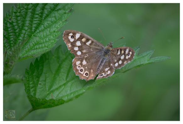 a brown butterfly with white spots on its wings