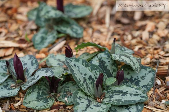 Deeply mottled white and green trillium plants with dark crimson (unopened) flowers on top.