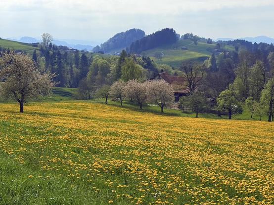 landschaft mit
vielen löwenzahnbüten, blühenden obstbäumen und bauernhäusern