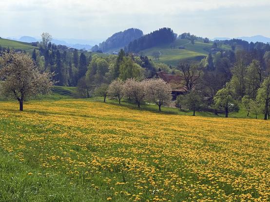 landschaft mit
vielen löwenzahnbüten, blühenden obstbäumen und bauernhäusern