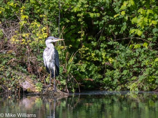 A Grey Heron - a large white and grey bird perched on a log by water