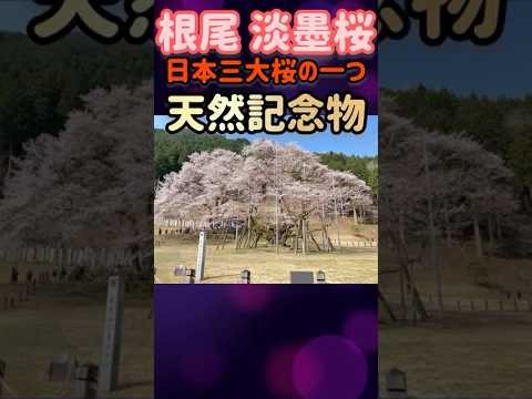 【岐阜県内チャリで制覇】本巣市編 #roadbike #ロードバイク #岐阜県 #本巣市#淡墨桜