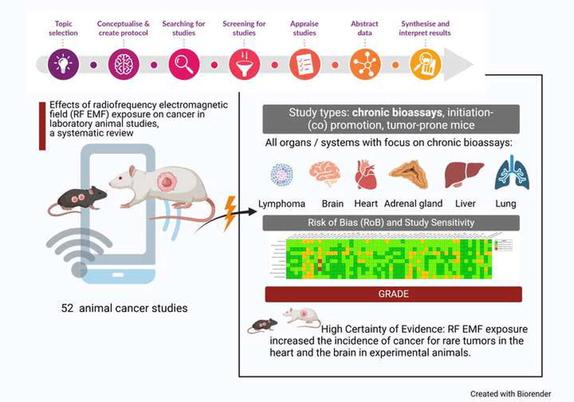 A chart demonstrating the results of tests showing that RF radiation causes increase in certain cancers