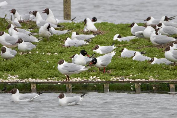 Mediterranean Gulls x3 among Black-Headed Gulls