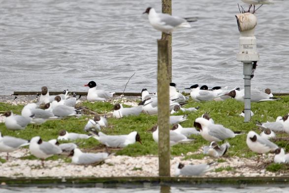 Mediterranean Gulls x2 and Sandwich Terns x5 among Black-Headed Gulls