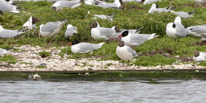 Mediterranean Gulls x2 among Black-Headed Gulls