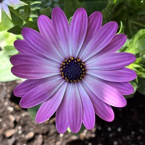 A purple daisy. Perfect petal formation.