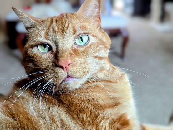 Face or an orange tabby cat with a pink nose, lime green eyes and fun long white whiskers, purring in my lap doing that kneeding thing.