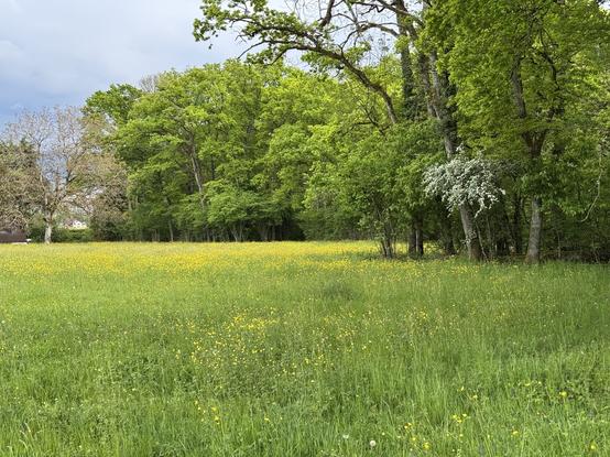 A meadow filled with buttercups, trees surrounding it under a heavy sky.