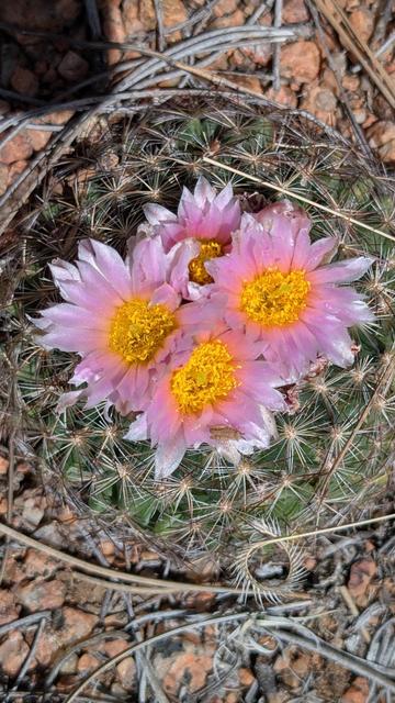 Pink flowers with bright yellow centers bloom atop a mountain ball cactus.