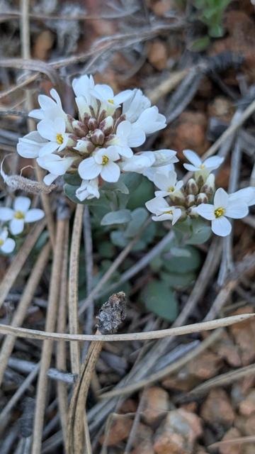 White flowers of the alpine pennycress blooming.