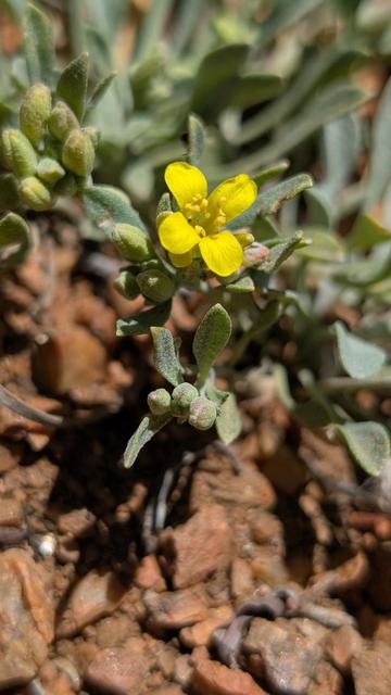 A mountain bladderpod's yellow flower blooming.