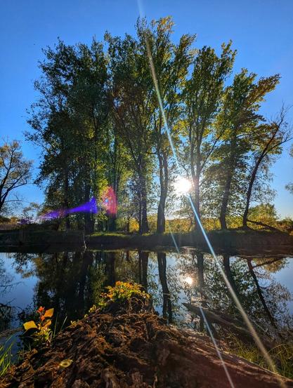 A tranquil waterside scene under a clear blue sky. Several tall trees with green and yellowing leaves line the water's edge, their reflections mirrored in the still water. Sunlight streams through the branches, creating bright flares. In the foreground, a mossy log rests on the bank.
