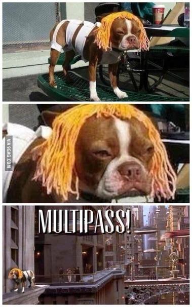 A dog dressed in a makeshift costume resembling a character with bright orange hair and wearing a white outfit. The image includes a humorous caption referencing the word "MULTIPASS!" likely in relation to a well-known movie or meme.