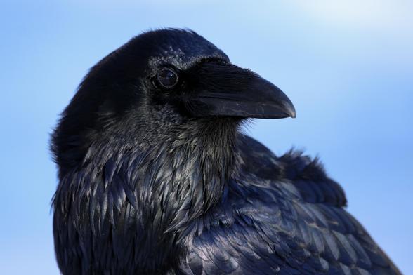 Close-up photo of a common raven, its face in profile looking over its shoulder. It's black feathers almost glisten in the late afternoon light.
