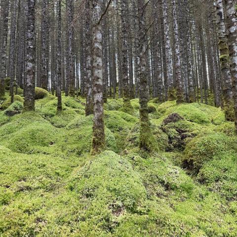 Many tall, thin, straight trees emerging from a landscape of heavy green moss.