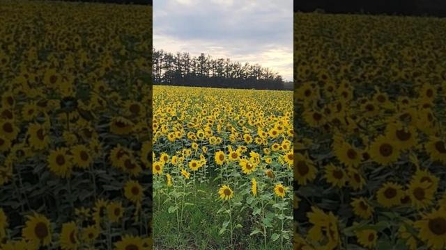 Sunflower field in Hokkaido #travel #hokkaidojapan #japan#flowerfield #shorts#