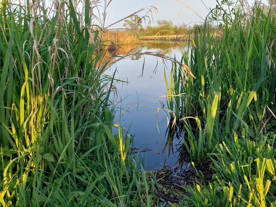 a not-quite-sunset-yet view of a marsh , as seen through a gap in some green sedge reeds along its bank