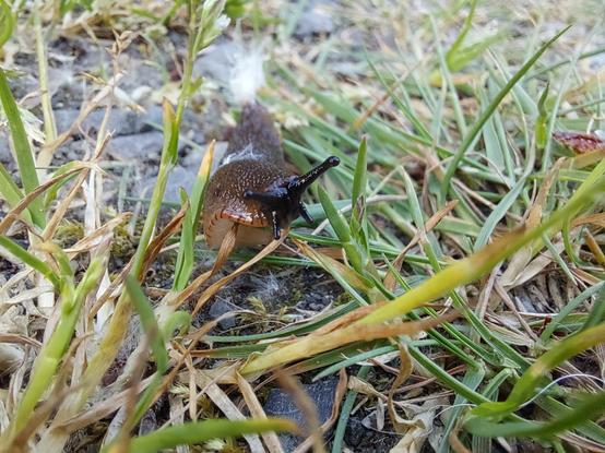 a close-up of a cute little baby slug, with gold-and-brown-striped lower side of his body, slowly making his way across a grassy footpath