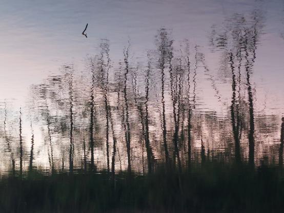 another reflection-flipped-so-it-looks-rightside-up-again, this time a number of trees on the bank of a river at sunset, clearly a reflection based on significant ripples on the surface of the water
