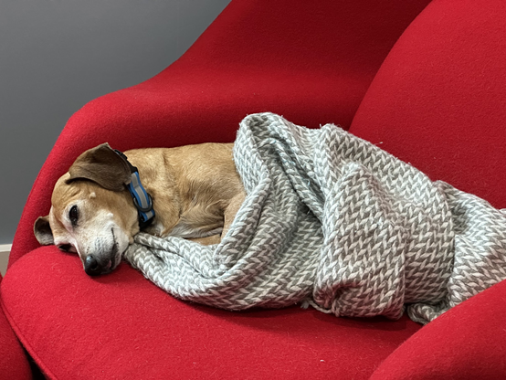 Dachshund-mix is lying on his side on a red armchair, half wrapped in a gray and white blanket. He's tired and his tongue is peeping out.