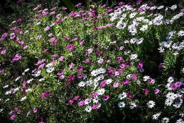 The image features a vibrant display of flowers, predominantly daisies, in a garden setting. The flowers are arranged in a dense cluster, with a mix of white and purple blooms. The white flowers have a classic daisy shape with a central disc surrounded by white petals, while the purple flowers exhibit a similar structure but with a deeper hue. The green foliage provides a lush backdrop, enhancing the vivid colors of the flowers. The sunlight casts shadows, adding depth to the scene. The flowers are in full bloom, indicating a healthy and well-maintained garden.

Provided by @altbot, generated privately and locally using Ovis2-8B