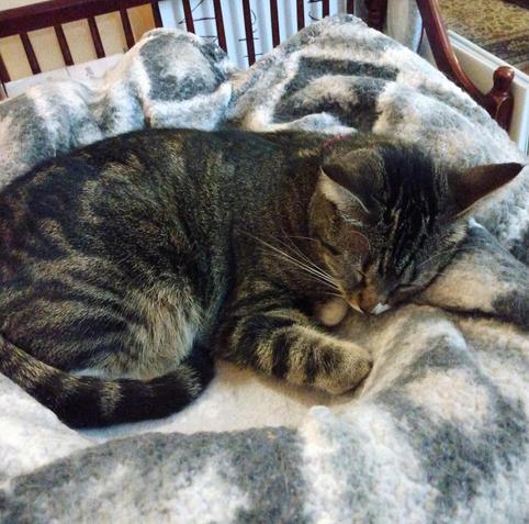 Pax, our little tabby cat with white markings, is snuggling down into her soft, fuzzy, grey and white blankets on top of a low cat tower.  She is fast asleep.  One front paw is curled up.  Her long striped tail is curved around her body.