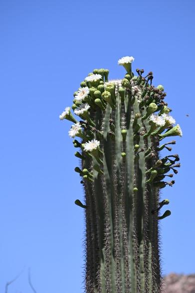 The top of a green saguaro cactus is covering white blossoms and many unopened. There is a clear blue sky behind it. On the right a bee that looks tiny approaches a flower.