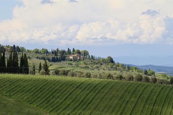 Rolling green hills of Tuscany covered with neatly aligned vineyards stretch across the foreground, leading up to a hilltop villa nestled among tall, slender cypress trees. The landscape is bathed in soft natural light under a vast sky filled with fluffy white clouds, with distant blue hills fading into the horizon, capturing the serene and timeless beauty of the Tuscan countryside.