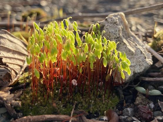 Closeup of a clump of moss with bright sporophytes, with thin red stems and green balloon like tips. They're brilliant because they're backlit by the late afternoon sun