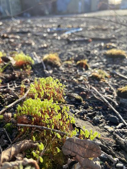 Several clumps of moss, bright green and red, in an ugly litter-strewn parking lot