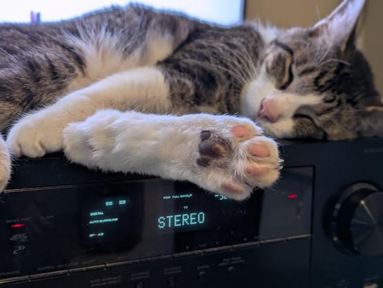 Grey and white tabby cat sleeping on top of entertainment center and has one of his back legs stretched out showing off his toes.