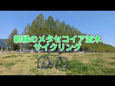 【滋賀県新緑名所人気No.1】新緑のメタセコイア並木サイクリング　彦根のおっさん