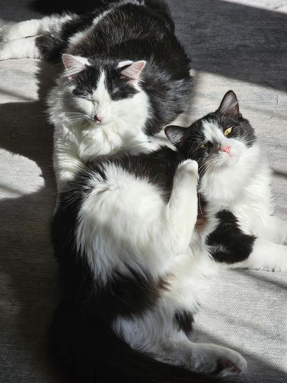Sylvie itching her face while Dawson purrs in the sun.