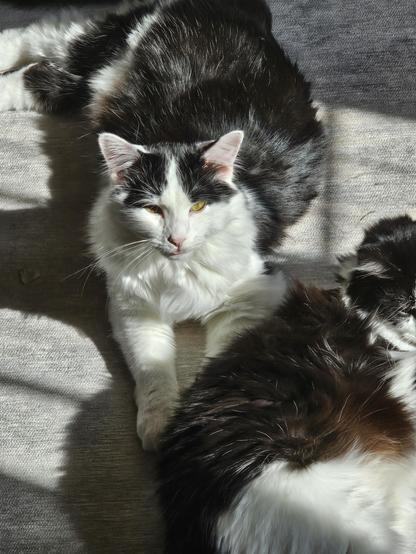 Two kitties enjoying the sun, slight blep on dawson