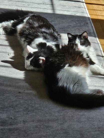 Sleepy sunbeam kitties