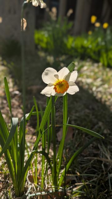 Backlit daffodil against a greenery background