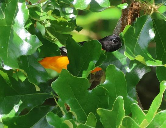 A bright orange bird with a black head and black wings. He is perched in a tree, hiding behind leaves.